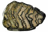 Polished Mammoth Molar Section - South Carolina #106417-1